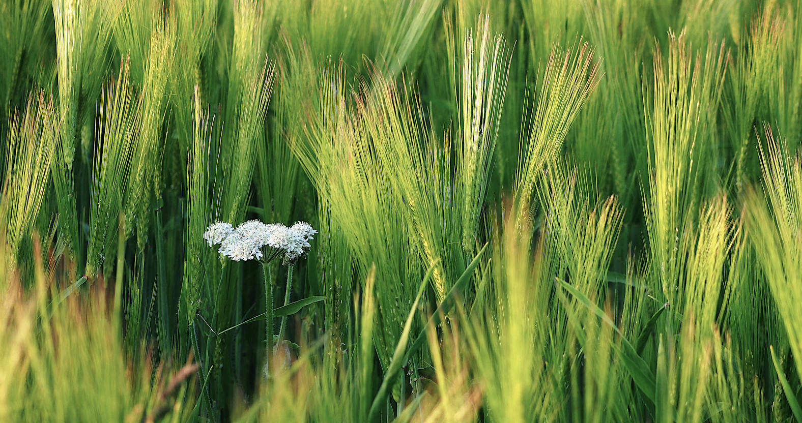 Among the Barley