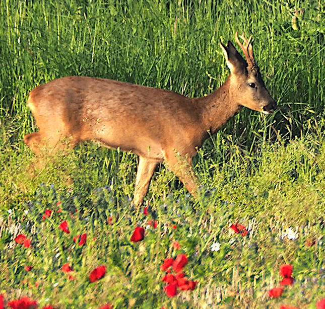Deer and Poppies