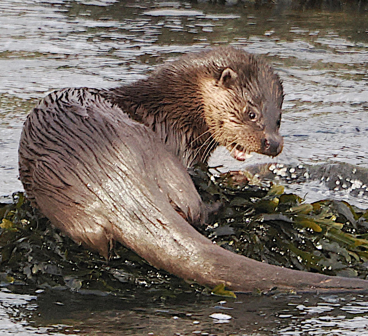 Otter