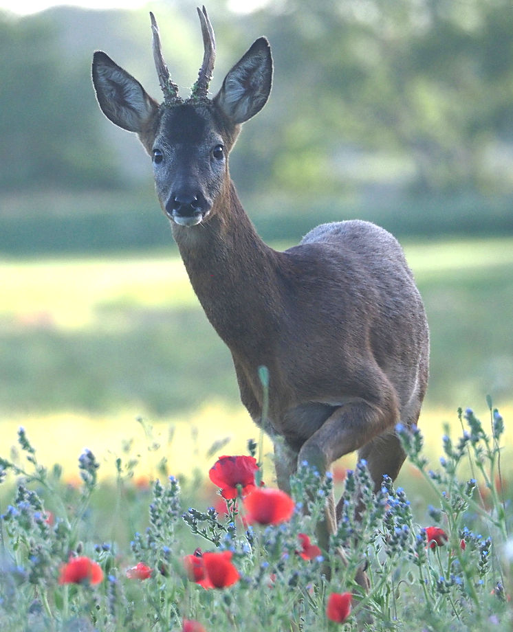 Roe Deer